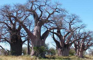 Baines's Baobab